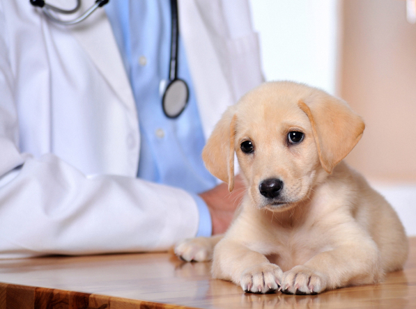 Ft Lauderdale Pet Clinic Insurance